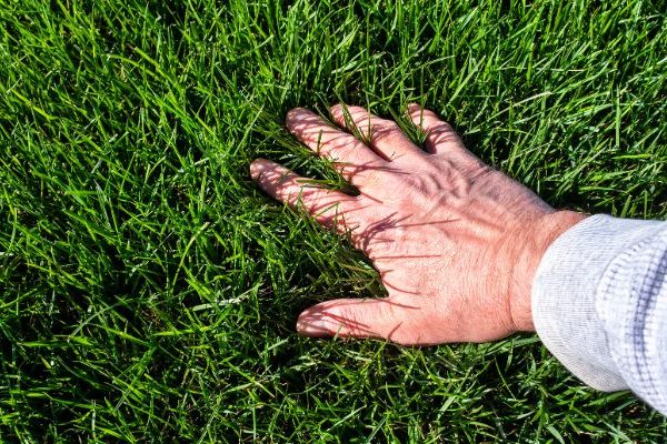 The Best Types of Grass in Alabama | Mighty Green Lawn Care